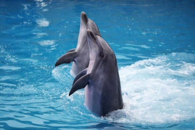 DELPHIN-WELT-SHOW